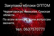 Куплю яблоки ОПТОМ
