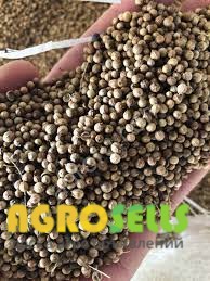Закупаем лен, просо, чечевицу, горчицу