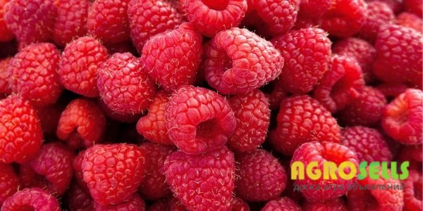 Продаємо малину