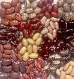 Продам квасолю нового врожаю