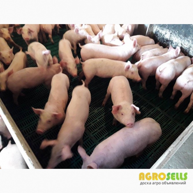 Продам кормові добавки для поросят