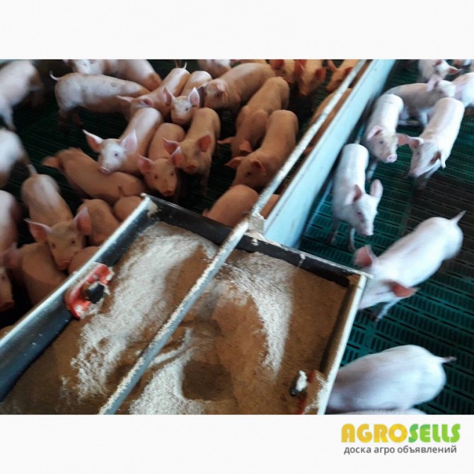Продам кормові добавки для поросят