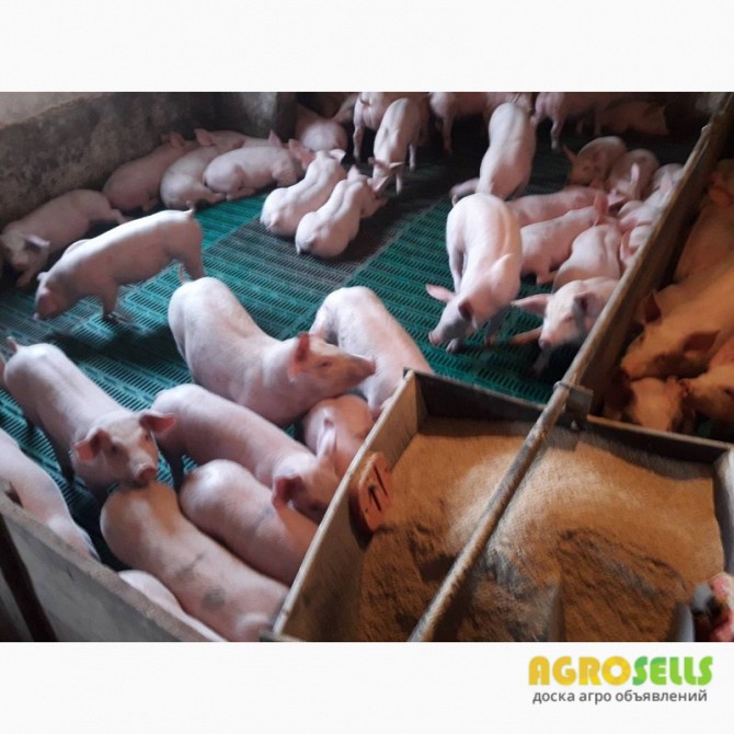 Продам кормові добавки для поросят