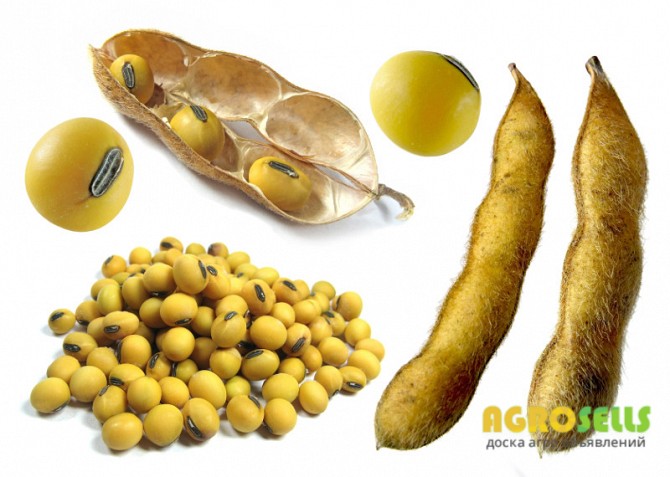 Купуємо сою. Самовивіз