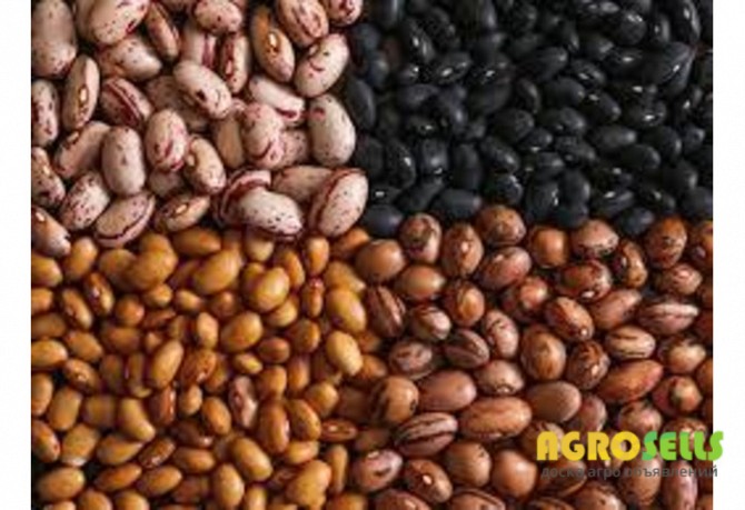 Реалізуємо квасолю з доставкою. Новий врожай