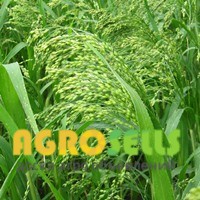 Просо Полтавське Золотисте (посівне) від ОРИГІНАТОРА, Еліта