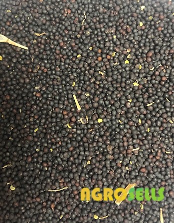 Купимо ріпак з базовими показниками