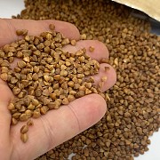 Гречневая крупа,Гречка продам