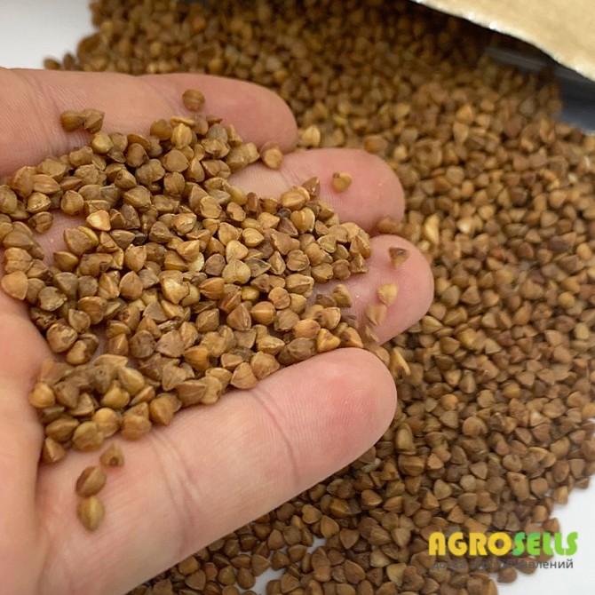 Гречневая крупа,Гречка продам
