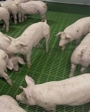 Продам поросят (минимальная партия 100 голов)
