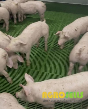 Продам поросят (мінімальна партія 100 голів)