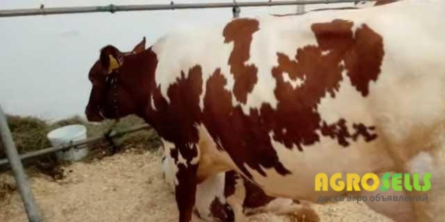 Корови молочної породи, плем'я чистокровних Айширів