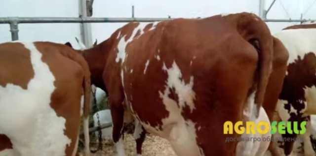 Корови молочної породи, плем'я чистокровних Айширів