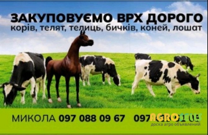 Закупивля коней