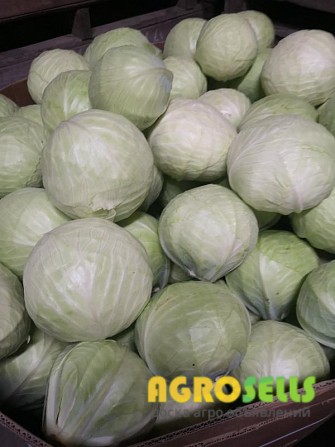 Продам овощи и фрукты из Польши