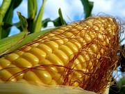 Кукурудза Фабріс ФАО 280