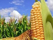 Кукурудза Руні ФАО 320