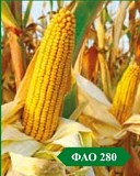 Кукурудза Туран ФАО 280 з відмінною вологовіддачею