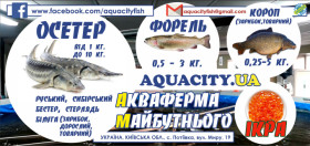 Осетер, короп, форель, мальок, чорна, червона ікра, УЗВ