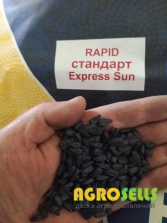 Продам семена подсолнечника Рапид (фракция стандарт+) под гранстар