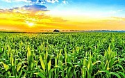 Приймаємо кукурудзу в Чорноморську.