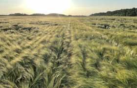 Насіння ячменю ярого Акордіне, перша репродукція