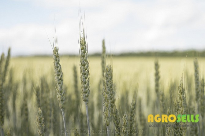 Насіння пшениці ярої МІП Злата, перша репродукція