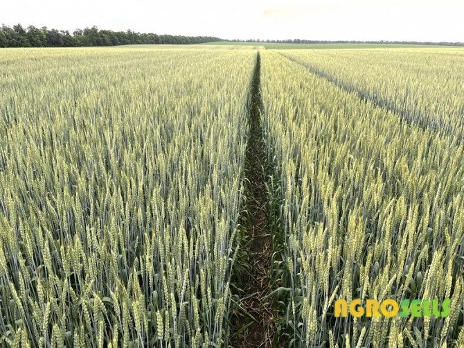 Насіння пшениці ярої МІП Злата, перша репродукція