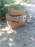 Картонный лоток под персик однорядка