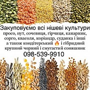 Просо закуповуємо та всі нішеві культури! Кондитерський соняшник