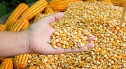 Куплю кукурудзу в великому обсязі по хороші ціні, доставка або самовив