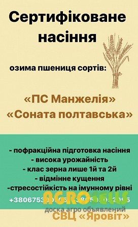 Насіння озимої пшениці, еліта, від автора
