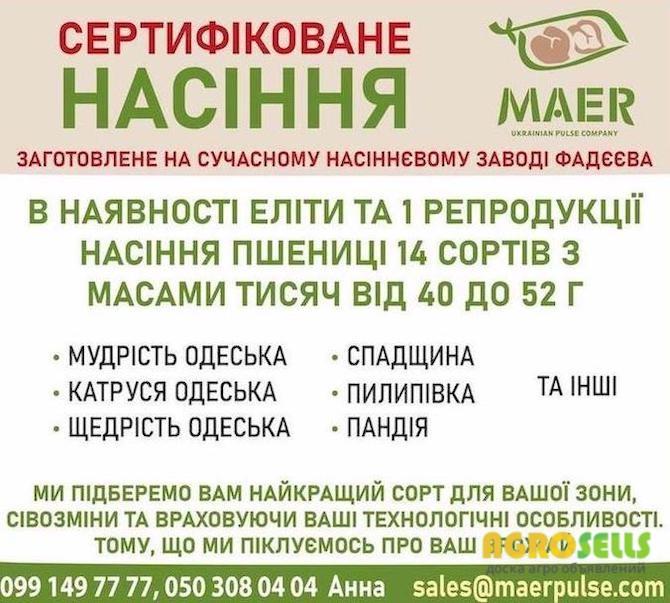 Продаж сертифікованого насіння пшениці