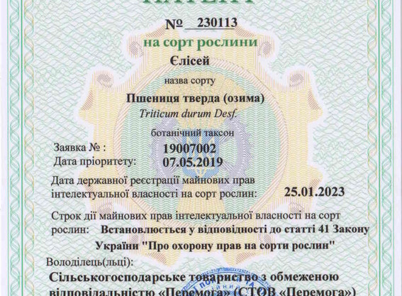 Пшениця тверда озима Єлісей, еліта