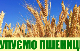 Купуємо ПШЕНИЦЮ