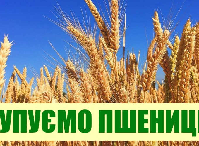 Купуємо ПШЕНИЦЮ