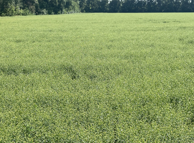 Насіння льону олійного Північна Зірка, еліта