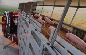 Поросята від 100 голів з доставкою в будь-яку точку України