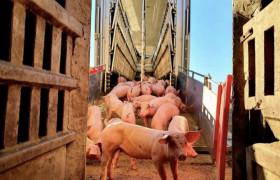 Поросята оптом. Поросята на відгодівлю