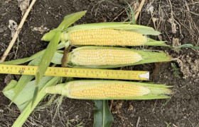 Продам ЦУКРОВУ КУКУРУДЗУ, РАКЕЛЬ І СТРОНГСТАР ЦІНА ДОГОВІРНА