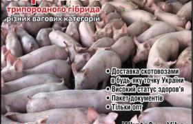 Поросята на відгодівлю. Поросята оптом.