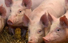Поросята різних вагових категорій