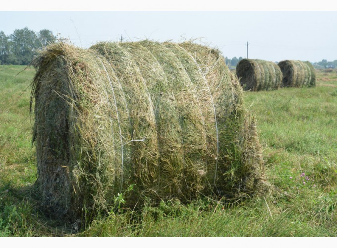 Продам люцернове сіно