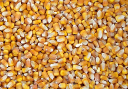Кукурудза на умовах FOB порт Ізмаїл