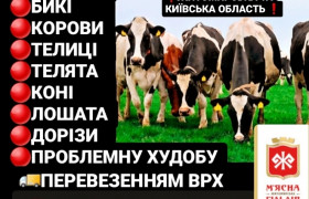 ВРХ купівля на тримання та Мясо корови телиці телята бичкі коні лошата також перевезення ВРХ 24/7 ГОД  Також терміновий виїзд !!!