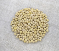 Насіння класичної сої Муза, перша репродукція