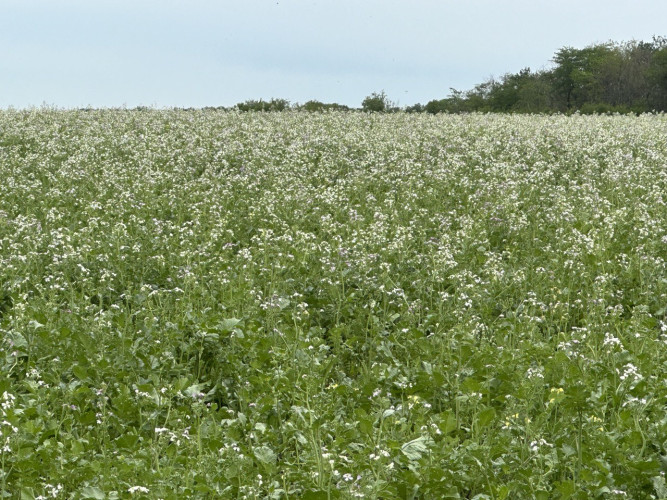 Продам Редьку олійну СУПЕРЕЛІТА, сорт Сатіс