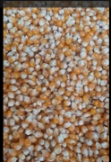Продам 100 т кукурузы на попкорн-