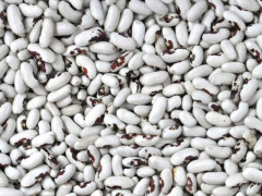 Продаж сортової квасолі оптом